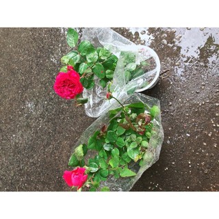 Chậu Hoa Hồng (được chọn màu)