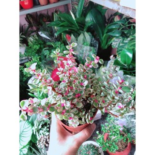 Cây Cành Vàng Lá Ngọc