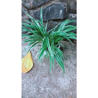 Chậu Cây Lan Chi (dây nhện)