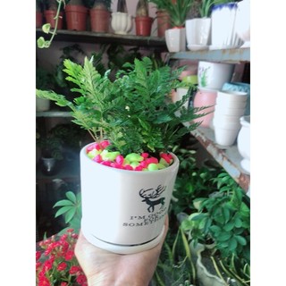 Chậu Cây Dương Sỉ