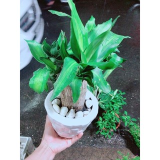 Chậu Trúc Bách Hợp