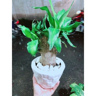 Chậu Trúc Bách Hợp