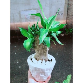Chậu Trúc Bách Hợp