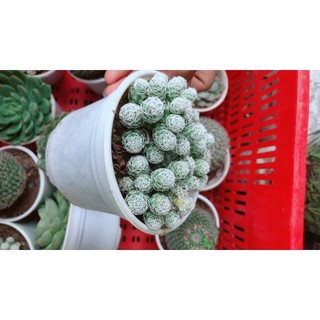 Xương Rồng Trứng Chim