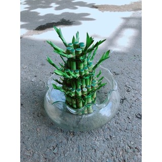 Trúc Phát Tài 3 Tầng