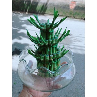 Trúc Phát Tài 3 Tầng