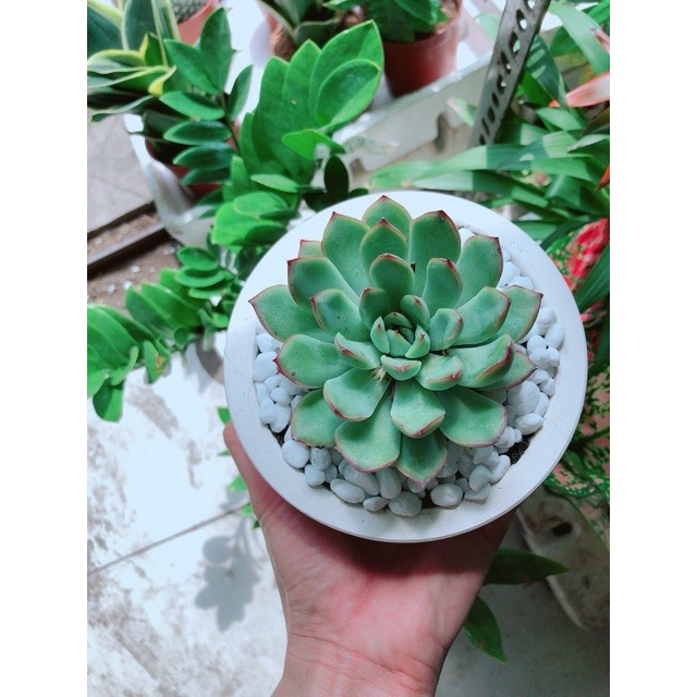 Chậu cây sen đá