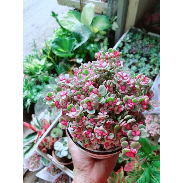 Chậu Đô La Hồng