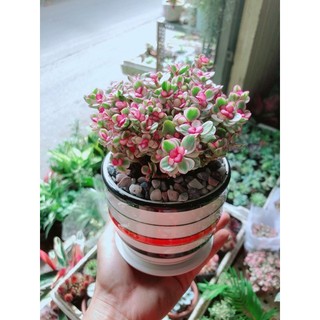 Chậu Đô La Hồng