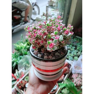 Chậu Đô La Hồng