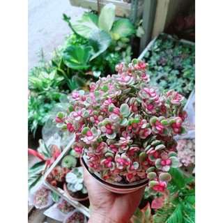Chậu Đô La Hồng