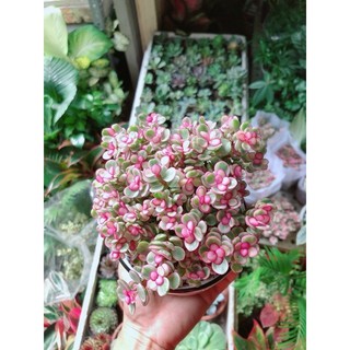 Chậu Đô La Hồng