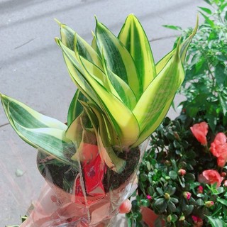 Lưỡi Hổ Thái Vàng
