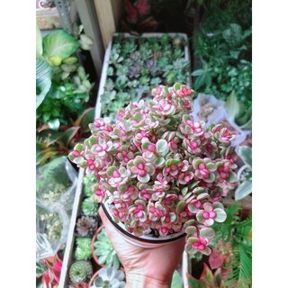 Chậu Đô La Hồng