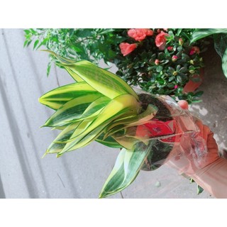 Lưỡi Hổ Thái Vàng