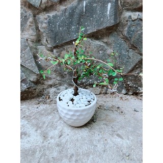 Chậu Cây Linh Sam Núi