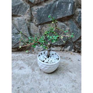 Chậu Cây Linh Sam Núi