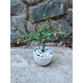 Chậu Cây Linh Sam Núi
