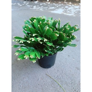 Cây Càng Cua Hoa Trắng (có thêm màu đỏ, hồng)