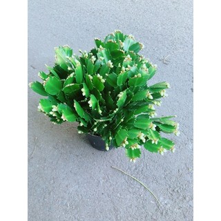 Cây Càng Cua Hoa Trắng (có thêm màu đỏ, hồng)