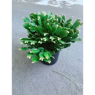 Cây Càng Cua Hoa Trắng (có thêm màu đỏ, hồng)