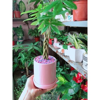 Chậu Cây Kim Ngân Thắt Bính