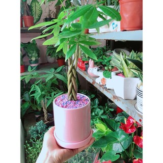 Chậu Cây Kim Ngân Thắt Bính