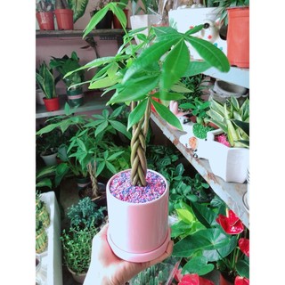 Chậu Cây Kim Ngân Thắt Bính