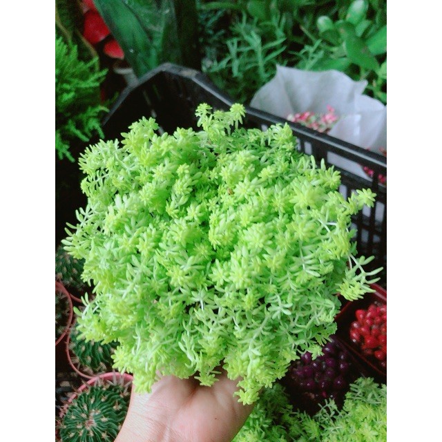 Bụi Sen Sedum Vàng