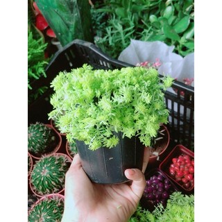 Bụi Sen Sedum Vàng