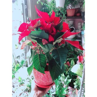 Chậu Cây Trạng Nguyên