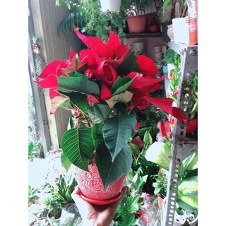 Chậu Cây Trạng Nguyên