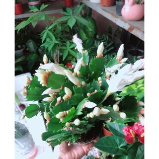 Cây Càng Cua Hoa Trắng