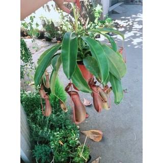 Chậu Nắp Ấm