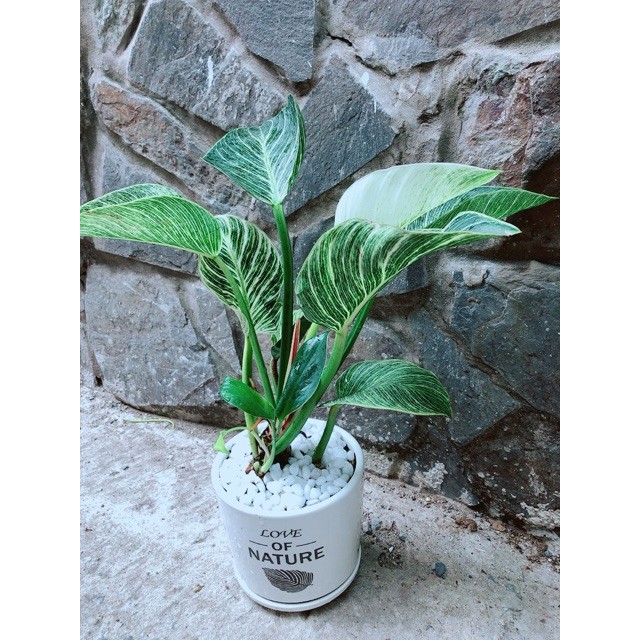 Chậu Cây Trầu Bà Hoàng Kim