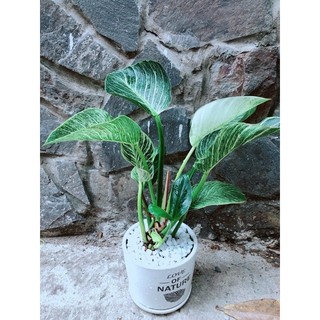 Chậu Cây Trầu Bà Hoàng Kim