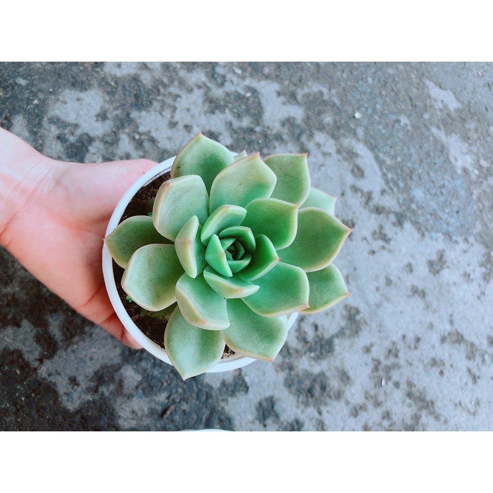 Sen Đá Hồng Cánh Cứng