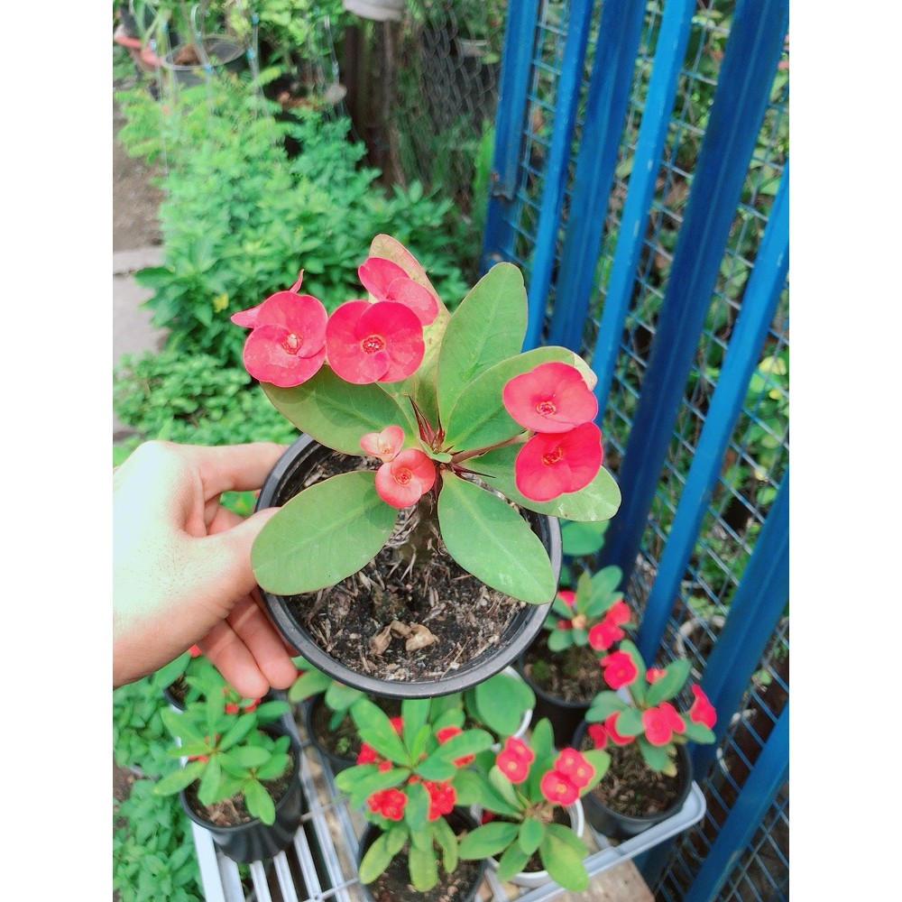 Xương Rồng Bát Tiên Mini