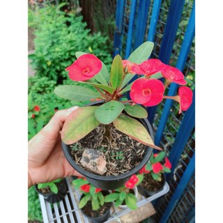 Xương Rồng Bát Tiên Mini
