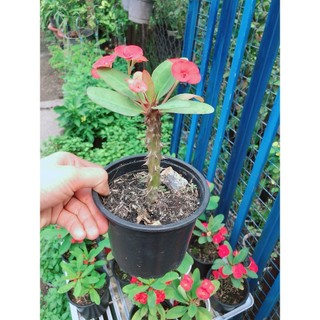 Xương Rồng Bát Tiên Mini