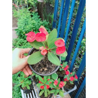 Xương Rồng Bát Tiên Mini