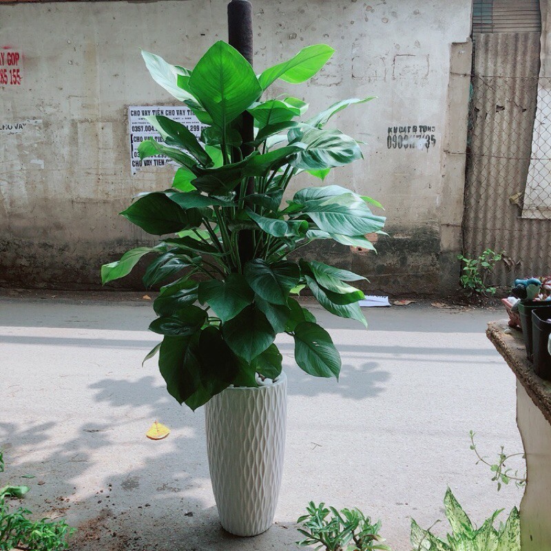 Chậu Cây Trầu Bà Leo