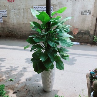 Chậu Cây Trầu Bà Leo