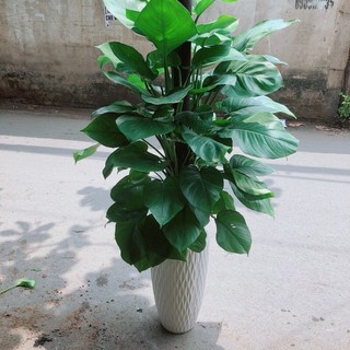 Chậu Cây Trầu Bà Leo