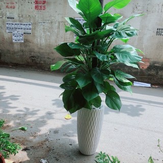 Chậu Cây Trầu Bà Leo