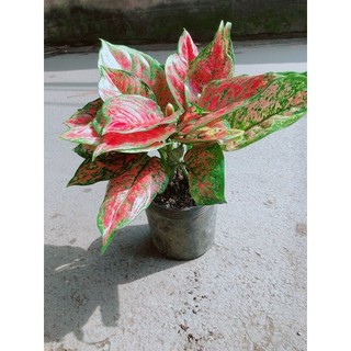 Cây Vạn Lộc Hàng Đẹp
