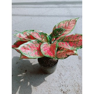 Cây Vạn Lộc Hàng Đẹp