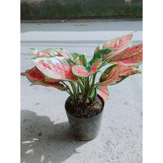 Cây Vạn Lộc Hàng Đẹp