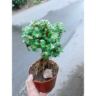 Cây Đô La Thân Cổ Thụ