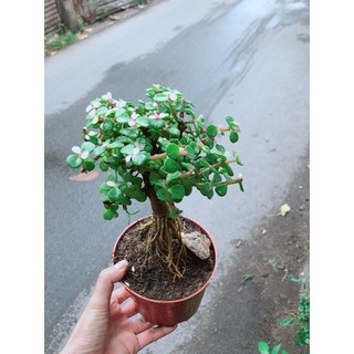 Cây Đô La Thân Cổ Thụ